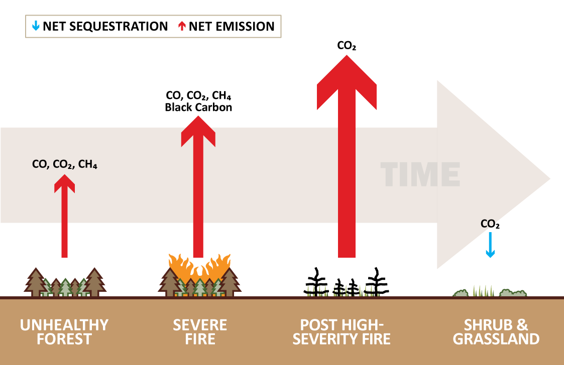 Forests and forest products offset 10–20 percent of carbon emissions ...