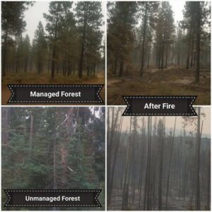 before and after a forest fire